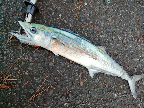サゴシの釣果