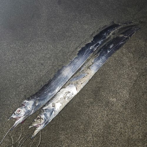 タチウオの釣果