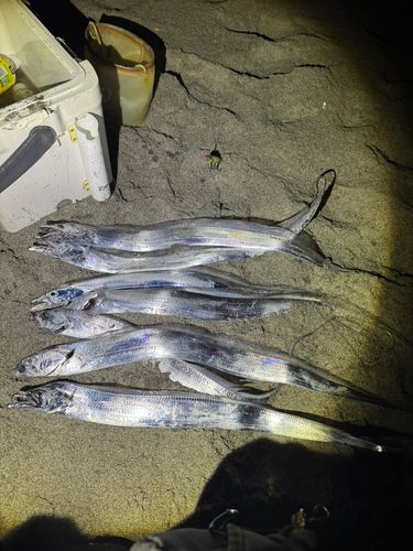 タチウオの釣果