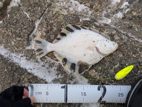 カワガレイの釣果