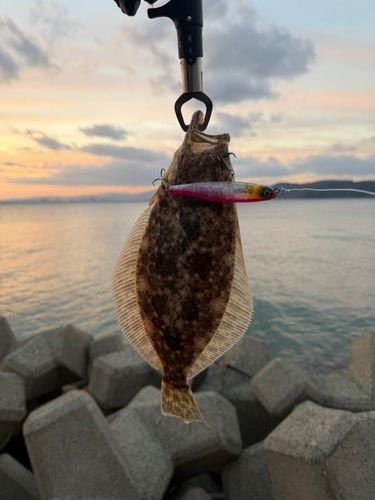 ヒラメの釣果