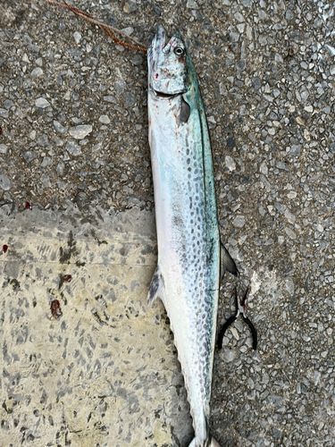 サワラの釣果