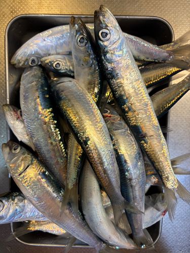 マイワシの釣果