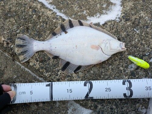 カワガレイの釣果