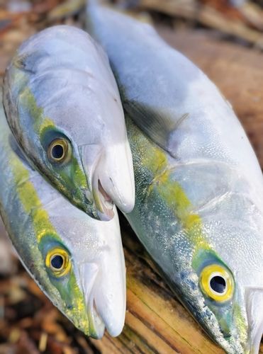 フクラギの釣果