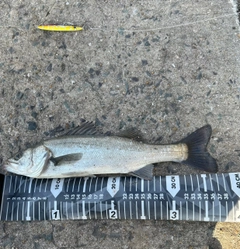 フッコ（マルスズキ）の釣果