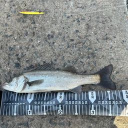 フッコ（マルスズキ）