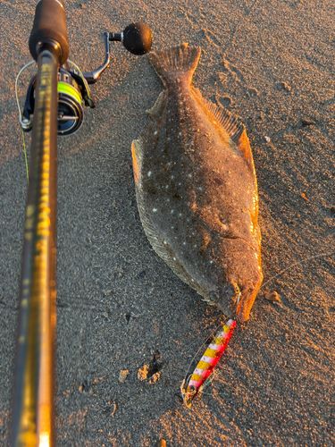 ヒラメの釣果