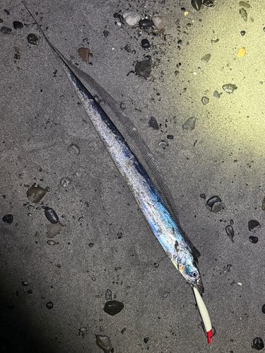 タチウオの釣果