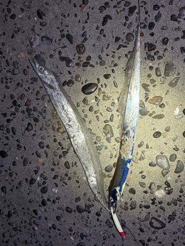 タチウオの釣果