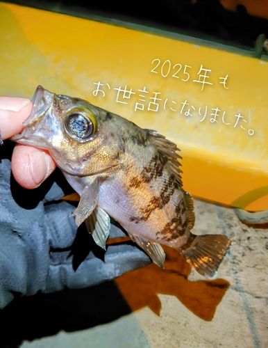メバルの釣果