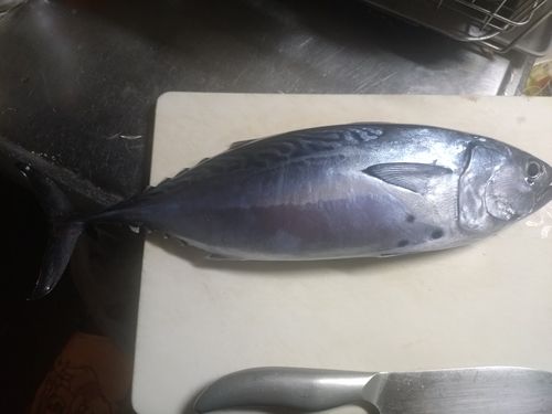 スマカツオの釣果