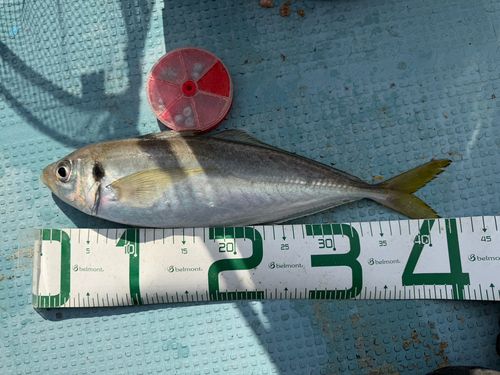 クロヒラアジの釣果