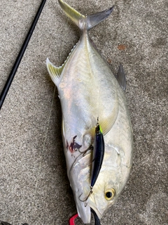 オニヒラアジの釣果