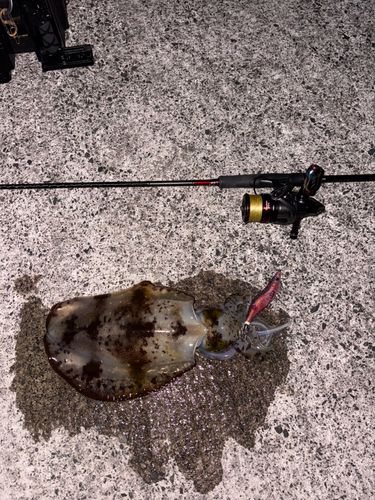 アオリイカの釣果