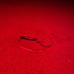 ダイナンウミヘビ