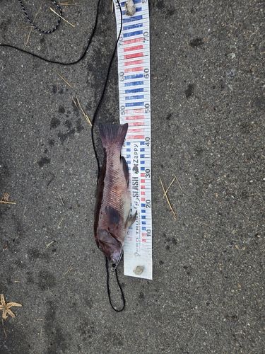 コブダイの釣果