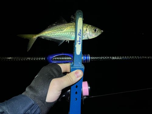 マアジの釣果