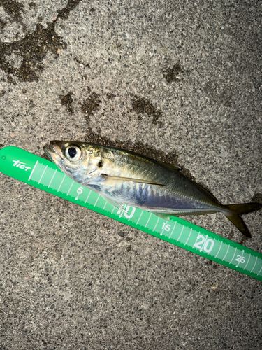 マアジの釣果
