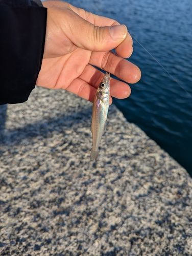 シロギスの釣果