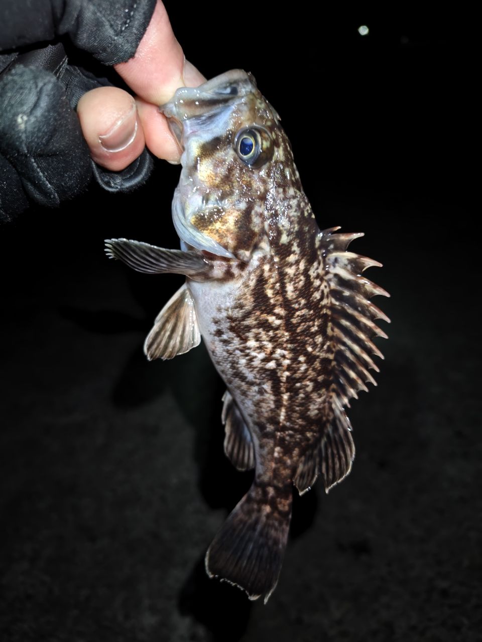 Ripple Fisher リアルクレセント RC-65の最安値・インプレ・釣果