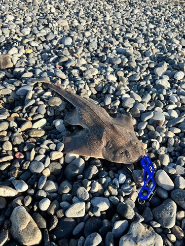 カスザメの釣果
