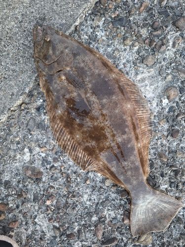 ヒラメの釣果