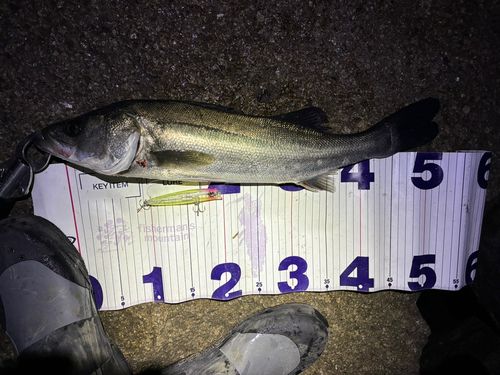 フッコ（マルスズキ）の釣果