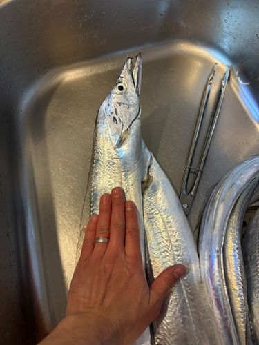 タチウオの釣果