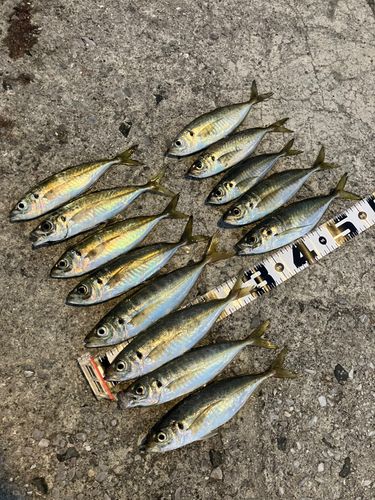 アジの釣果