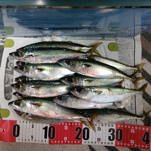 サバの釣果