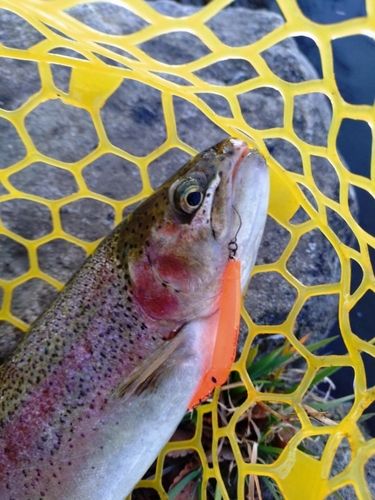 レインボートラウトの釣果
