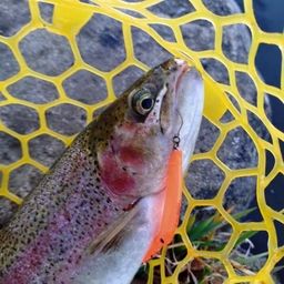 レインボートラウト