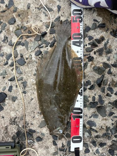 ヒラメの釣果