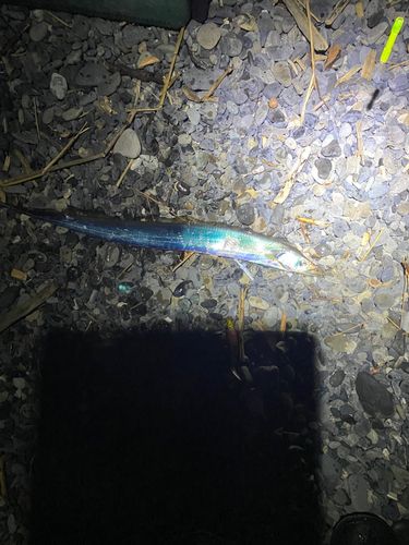 タチウオの釣果