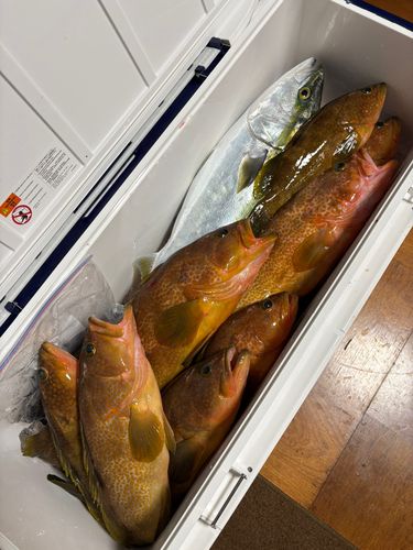 キジハタの釣果