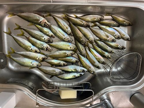 アジの釣果