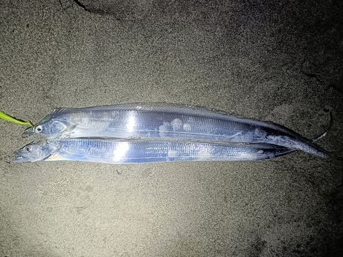 タチウオの釣果