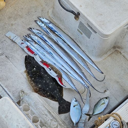 タチウオの釣果