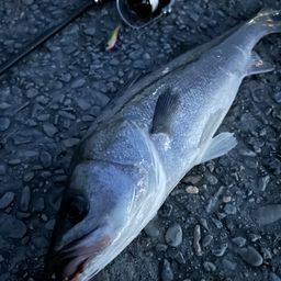 マダカ（マルスズキ）