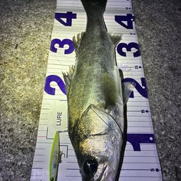 フッコ（マルスズキ）