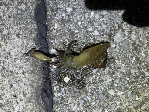 ヒイカの釣果