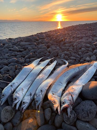 タチウオの釣果