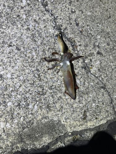 船橋港親水公園