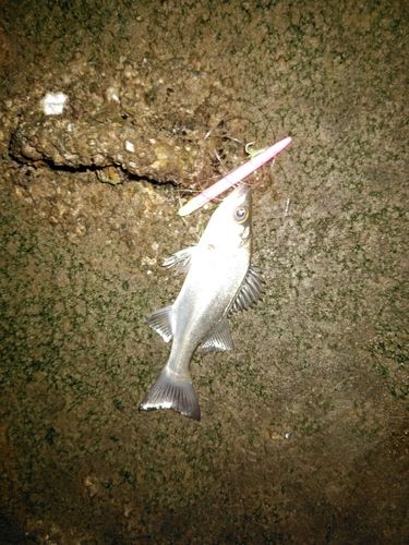 セイゴ（マルスズキ）の釣果