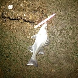 セイゴ（マルスズキ）