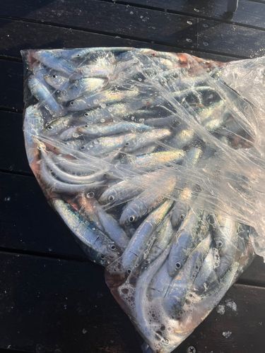 マイワシの釣果