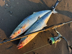 サゴシの釣果