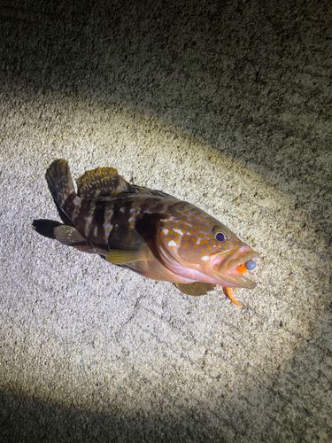 キジハタの釣果