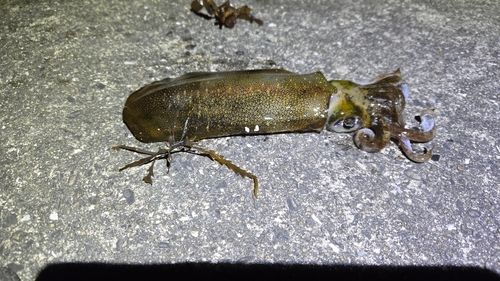 アオリイカの釣果